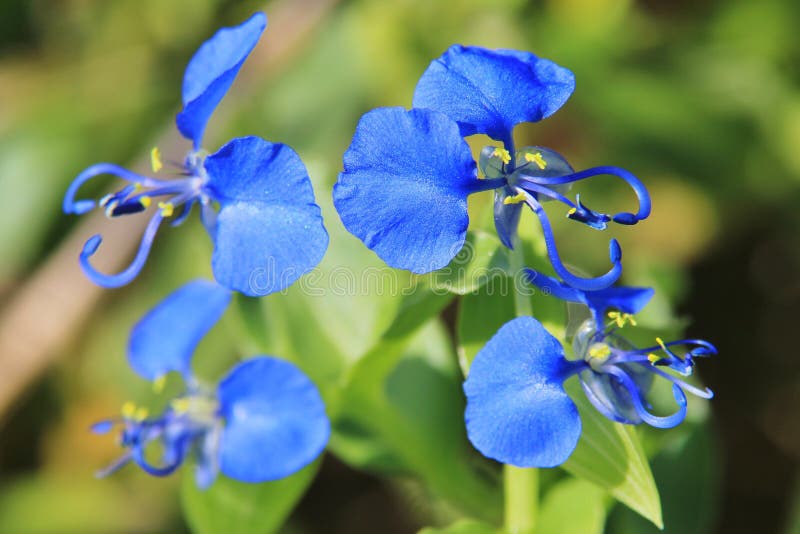 Blue Wonder - Wild Flower Background - Nature s Romance