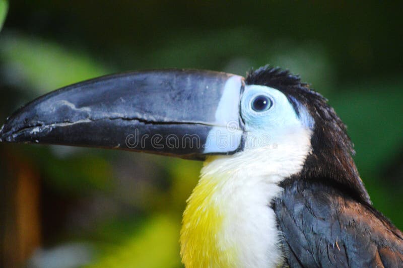 Bird toucan stock photo. Image of nature, color, avian - 243824148