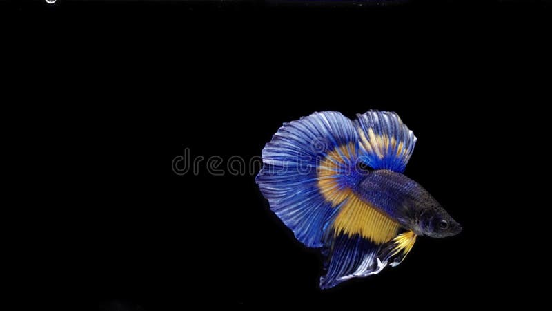 Blue and Yellow Color Siamese Fighting Fish Stock Footage - Video of