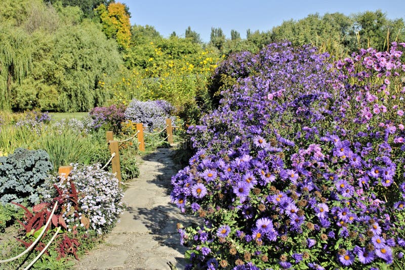 Blue yellow flowers green leaf romantic nature blossom garden still life botany landscape. Blue yellow flowers green leaf romantic nature blossom garden still life botany landscape