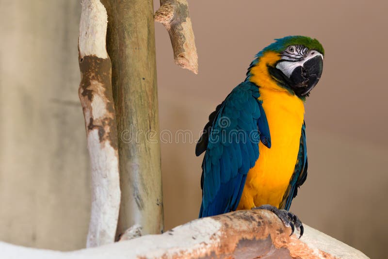 Blue Yellow Gold Macaw Parrot Bird on Tree Branch Looking Right royalty free stock photo Blue Yellow Gold Macaw Parrot Bird on Tree Branch Looking Right royalty free stock photo