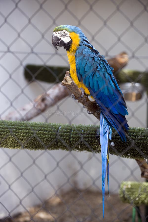 White Budgie Parakeet stock photo. Image of budgies, female 25216712