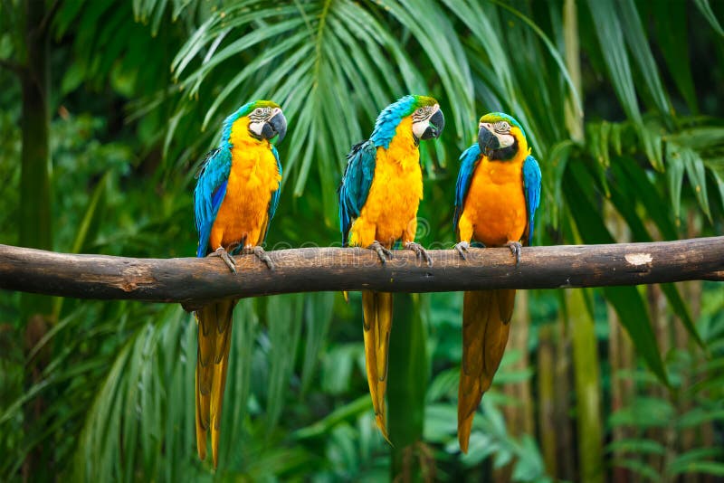Blue-and-Yellow Macaw stock images Blue-and-Yellow Macaw stock images