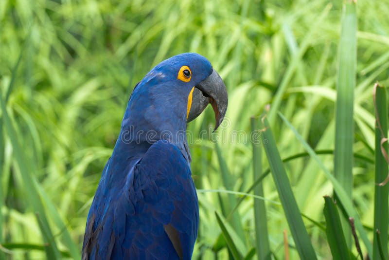 Blue and Yellow Macaw royalty free stock photos