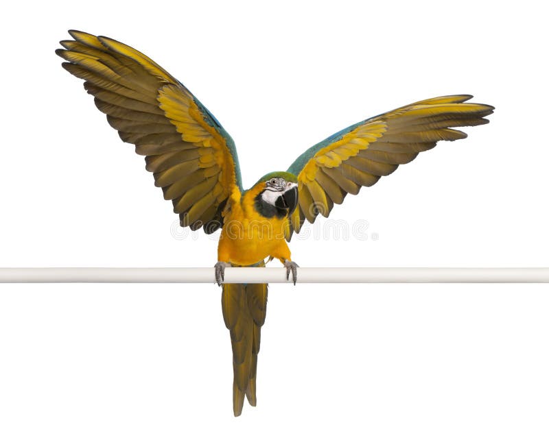 Blue and Yellow Macaw, Ara Ararauna stock photos Blue and Yellow Macaw, Ara Ararauna stock photos
