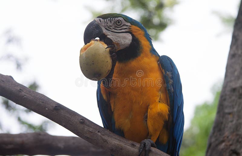 Blue and Yellow Macaw Eating a Mango Stock Image Image of birds, aviculture 95633367