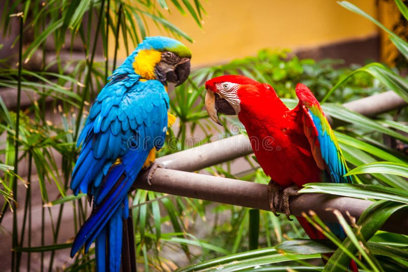 Blue-and-Yellow-Macaw. Parrot. a Pair of Parrots. Stock Photo - Image of cleans, lorikeet: 142338968 Blue-and-Yellow-Macaw. Parrot. a Pair of Parrots. Stock Photo - Image of cleans, lorikeet: 142338968