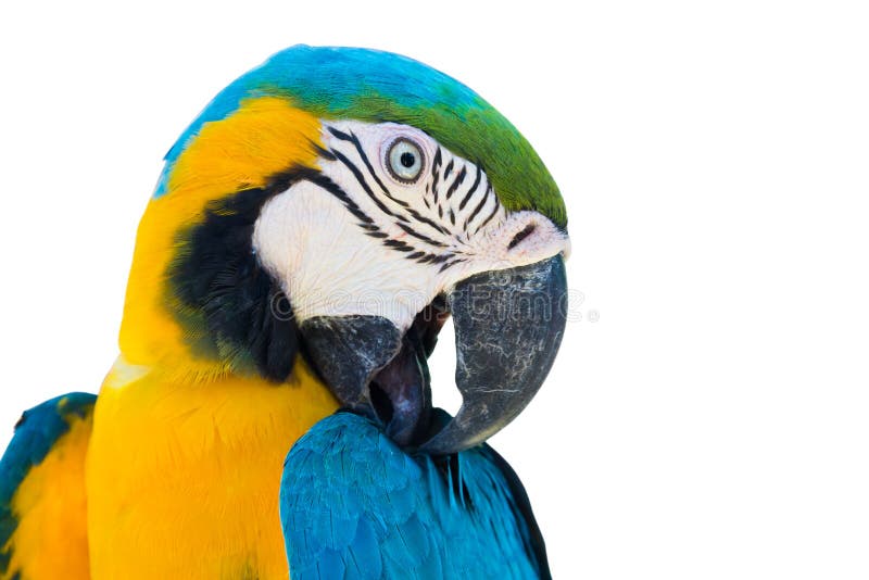 Blue yellow parrot macaw isolated