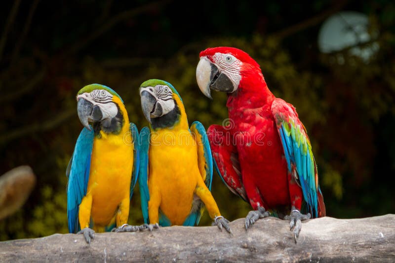 Blue-and-Yellow-Red Macaw