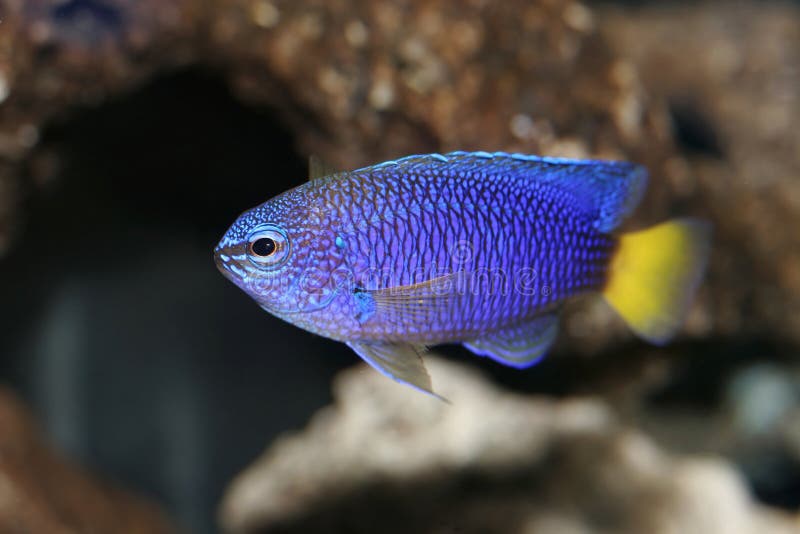 Blue Yellow Tail Damsel Nemo