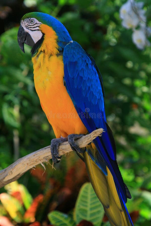 Blue and yellow tropical parrot stock photography