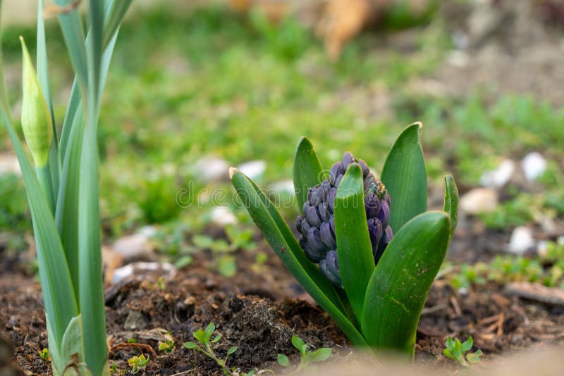 Blue young hyacynth flower in the garden during spring flowering.