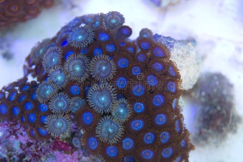 Blue Zoanthid and Palythoa Polyps Coral Colony Stock Photo Image of