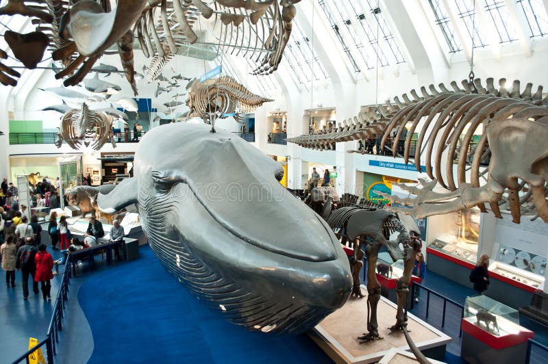 Blue Zone of Natural History Museum Editorial Stock Image Image of