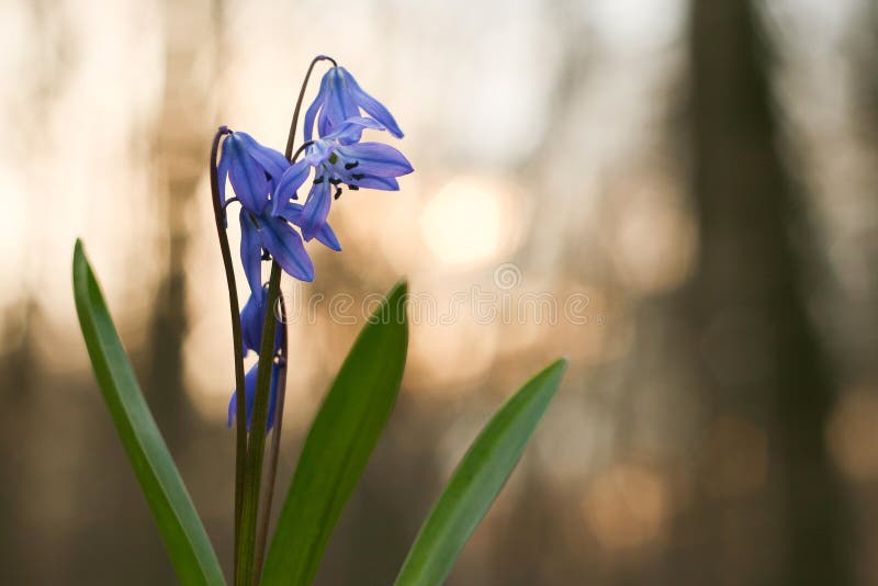 Bluebell, bucaneve nella foresta, mughetto al tramonto, fiore della molla, il primo fiore dopo l'inverno, campana, fiore blu, b immagini stock Bluebell, bucaneve nella foresta, mughetto al tramonto, fiore della molla, il primo fiore dopo l'inverno, campana, fiore blu, b immagini stock