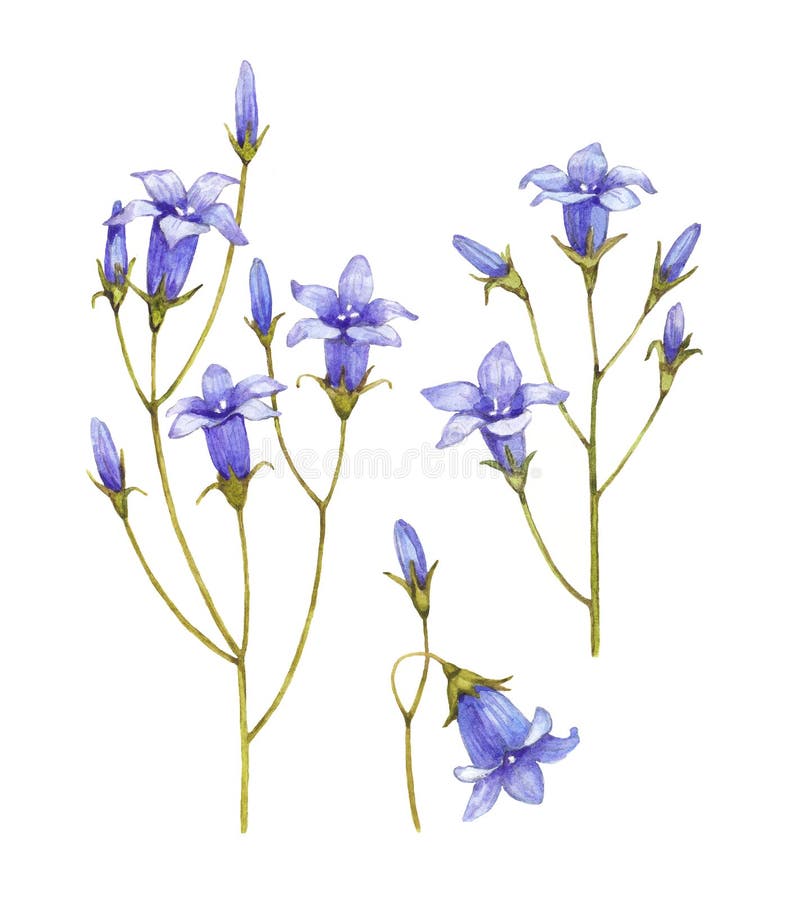 Bluebell fiorisce la raccolta illustrazione vettoriale