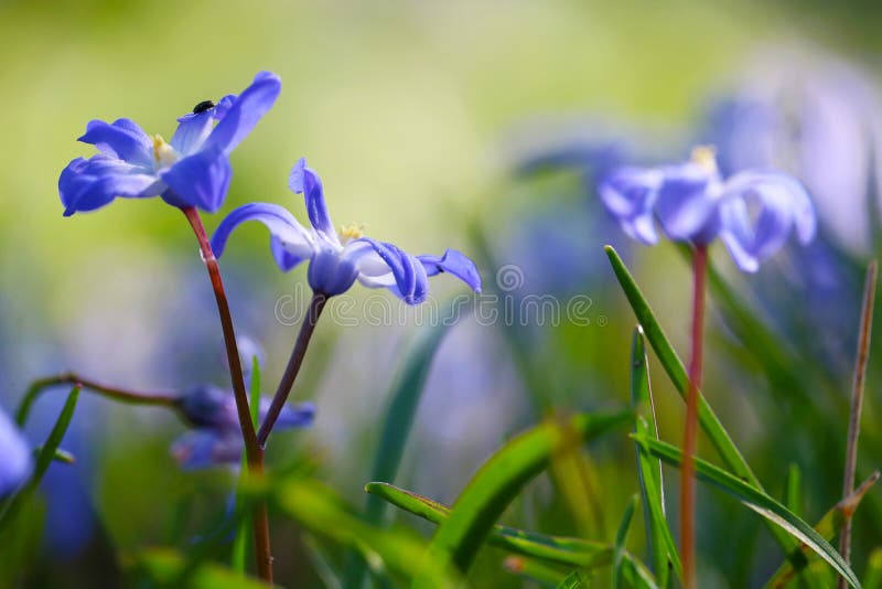 Violet alpine squill flowers stock photo Violet alpine squill flowers stock photo