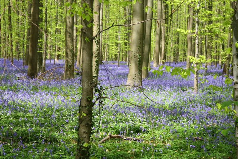 Bluebell forest stock photo. Image of foliage, forestry - 5089952