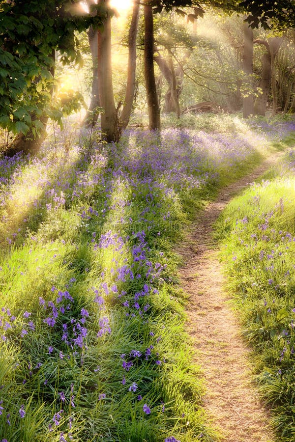 Bluebell forest path at dawn sunrise