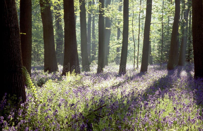 Sole del mattino presto in boschi bluebell.