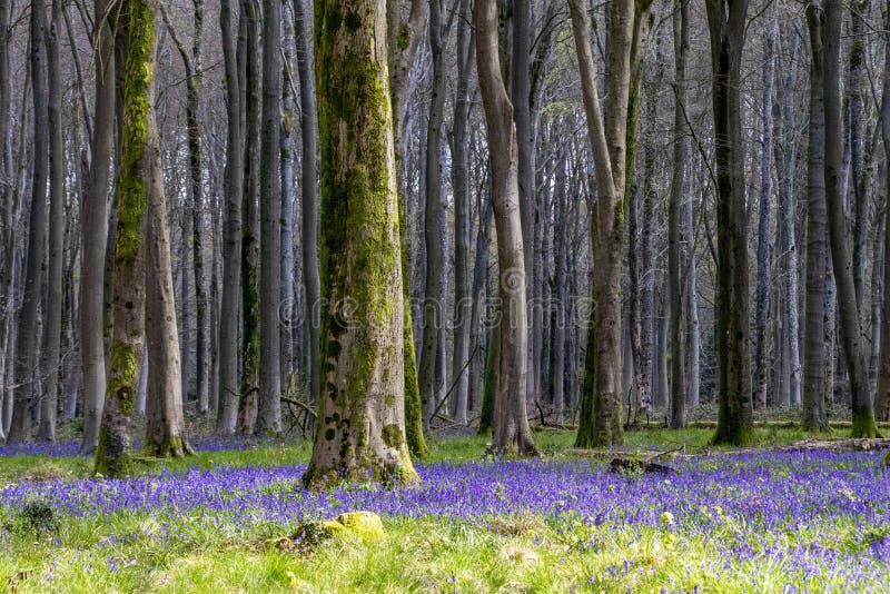 Bluebell woods during springtime in a beech wood in England.