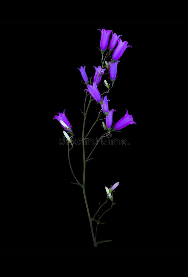 Bluebell полевого цветка изолированный на черноте стоковое фото rf Bluebell полевого цветка изолированный на черноте стоковое фото rf