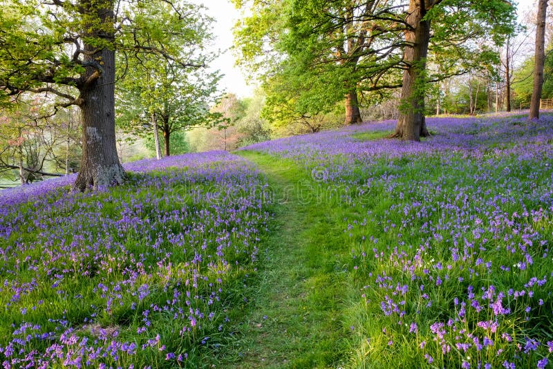 Bluebells carpet the ground in this open woodland, cut through by a grass path.