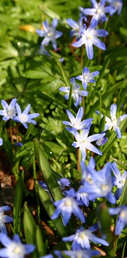 Bluebells flowers, Blue spring royalty free stock photo