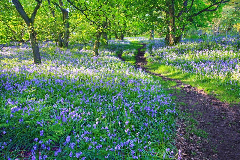 Bluebells forest in Springtime, UK