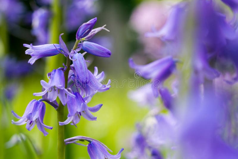 Bluebells