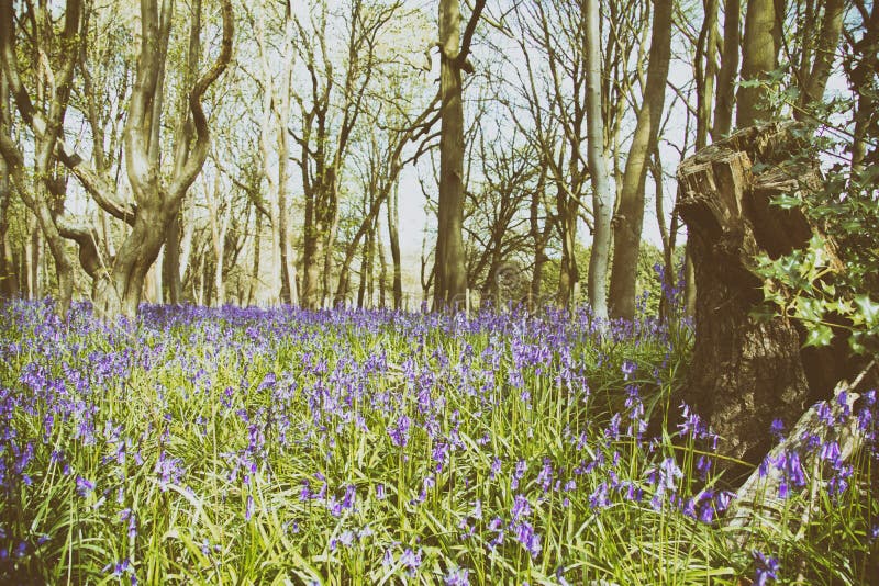 Bluebells in a meadow