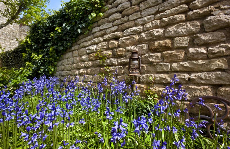 Bluebells - parede de pedra velha - Inglaterra fotos de stock Bluebells - parede de pedra velha - Inglaterra fotos de stock