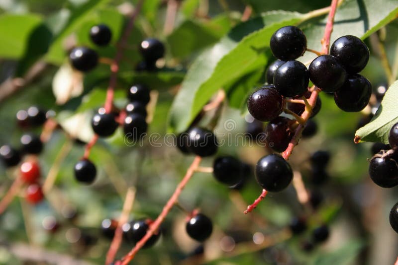 Blueberries stock image