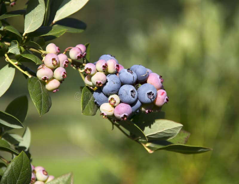 Juniper berries stock image. Image of berries, shrub, ornamental 9061533