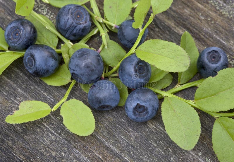 Blueberries 1 stock image. Image of fiber, nutrition, water 222403
