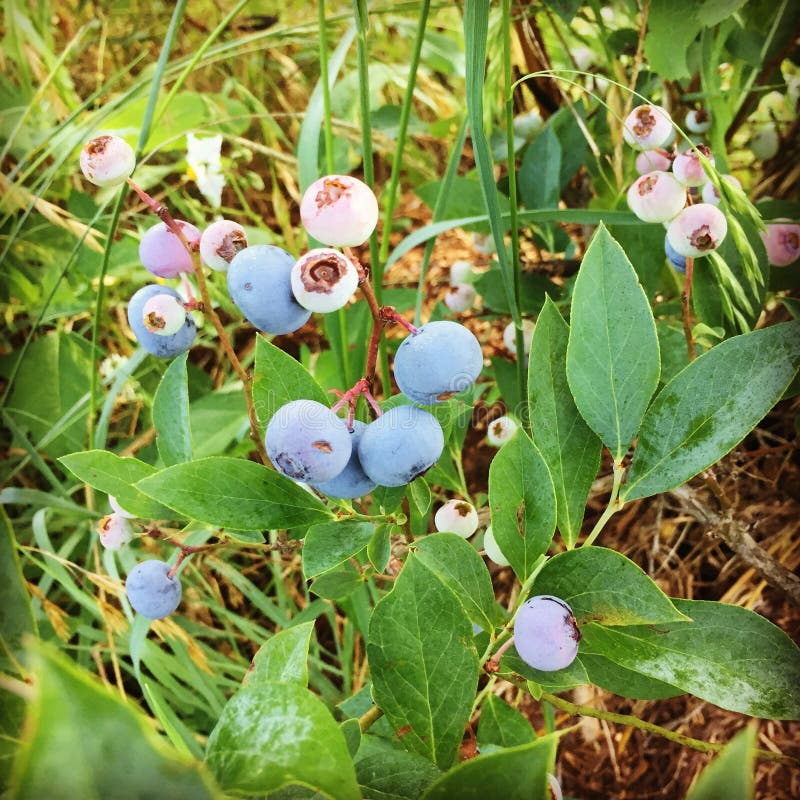 Blueberries Beginning To Ripen Stock Photo Image of grass, leaves