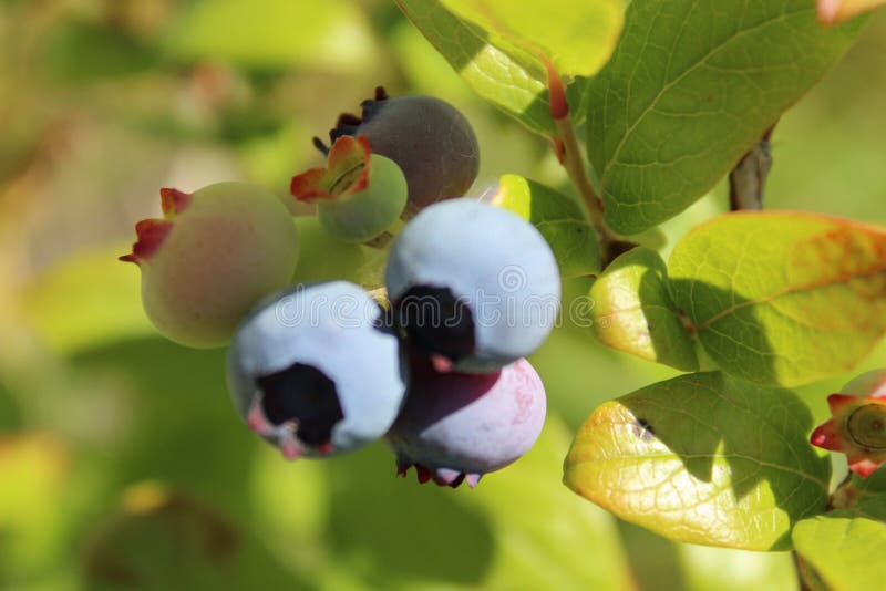 Blueberries are Growing Under the Sun Stock Image Image of crop
