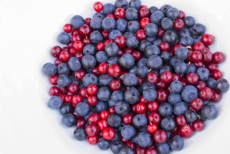 Blueberries And Cowberries Cranberry Stock Photo Image of bearberry