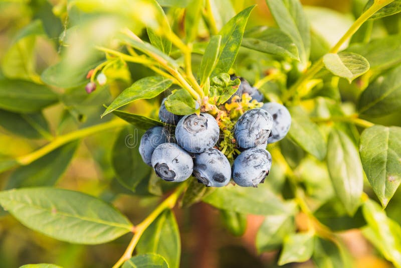 Blueberries - delicious, healthy berry fruit. Vaccinium corymbosum, high huckleberry. Blue ripe fruit on the healthy green plant.