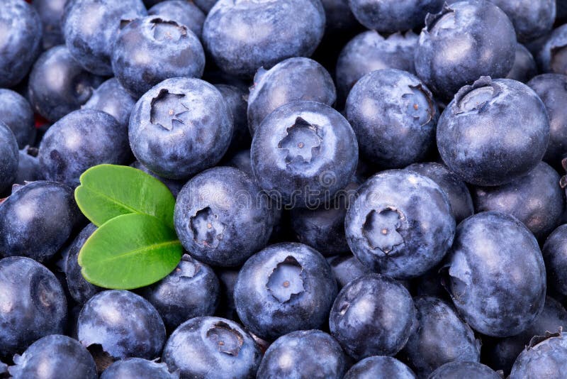 Blueberries stock photo. Image of food, vegetarian, purple 47529580