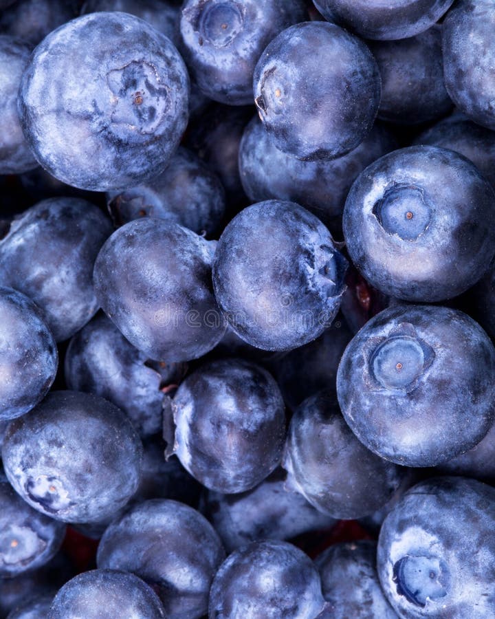 Blueberries stock photo. Image of food, vegetarian, purple 47529580