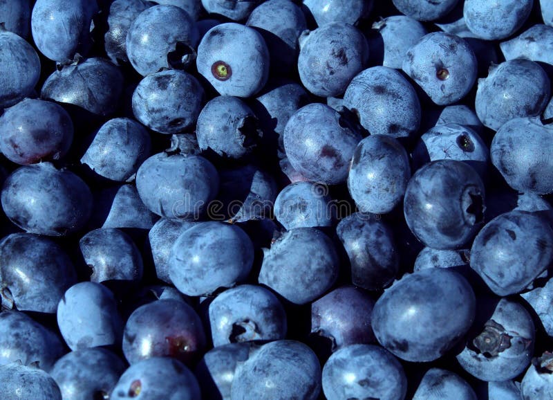 Mirtilli blu frutto di sfondo per una naturale e sana alimentazione concetto come un mirtillo natura, simbolo di una sanità incentrata la vita di bosco freschi cibo che è ad alto contenuto di vitamine e antiossidanti.