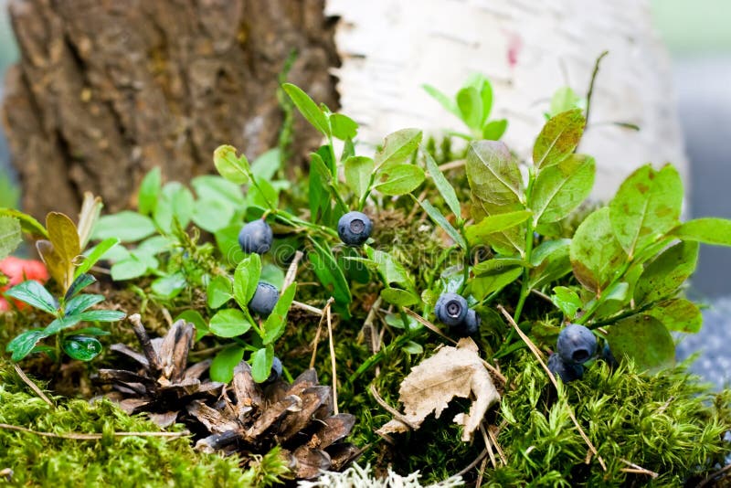Blueberries Grow in the Forest Stock Photo Image of horticultural