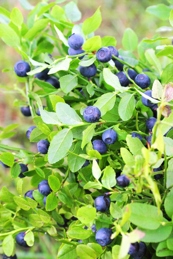 Blueberries Growing On A Branch Stock Photo - Image of nature, branch ...
