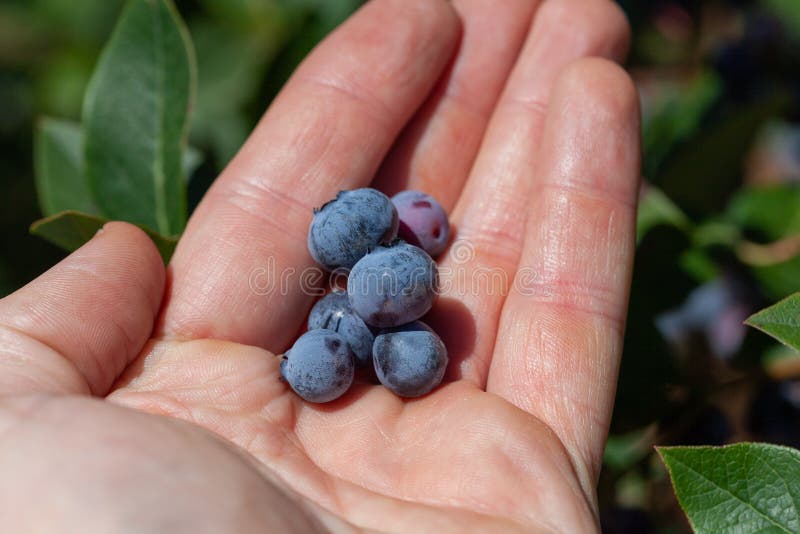 Blueberries in male palm. stock photo. Image of human 143789106