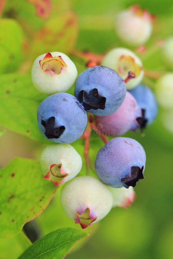 Blueberries Plant with Fruits Stock Photo Image of blueberries, blue