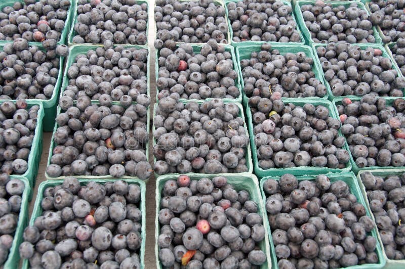 Blueberries for Sale at Farmer S Market Stock Photo Image of main