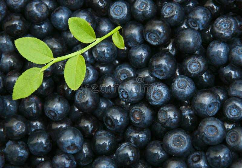 Blueberries