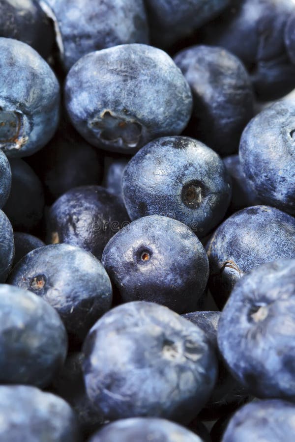 296,625 Blueberry Background Stock Photos Free & RoyaltyFree Stock