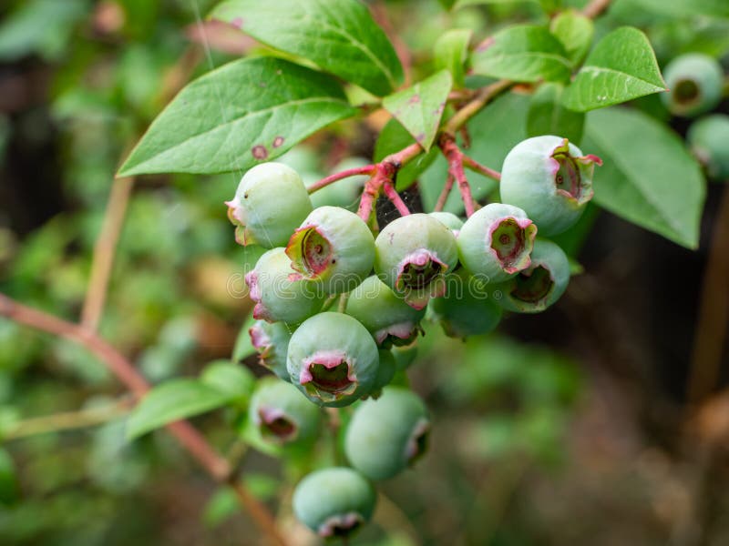 Blueberry Bush with Fruits in Summer Stock Image Image of ripening, bush 193244731